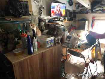 Une quarantaine de chats maltraités dans les Alpes-Maritimes, un couple interpellé