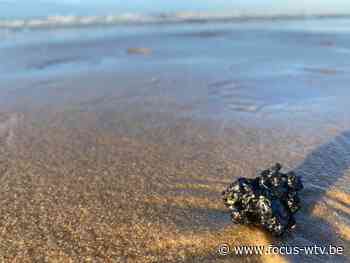 Olieresten aangespoeld van Middelkerke tot Knokke-Heist | Focus en WTV - Focus en WTV