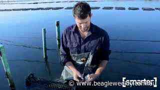 Ewan McAsh - Clyde River Oyster Farmer - The Beagle