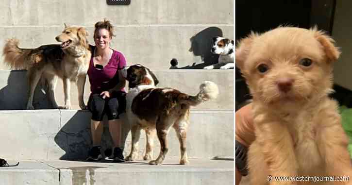 11 Foster and Personal Dogs Stolen from Rescuer's Home; Now She's Offering $10K for Their Return