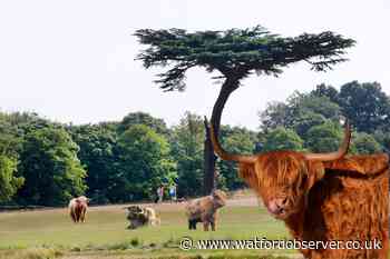 Highland cattle could be introduced to Cassiobury Park