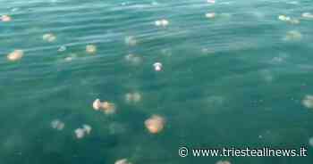 Le meduse “affollano” il Golfo di Trieste - Trieste News