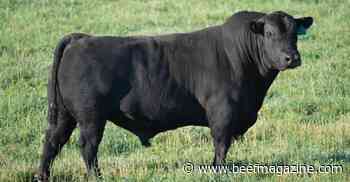 How valu-bull are breeding soundness exams?