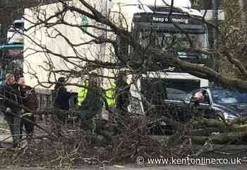 Fallen tree damages cars and blocks road - Kent Online