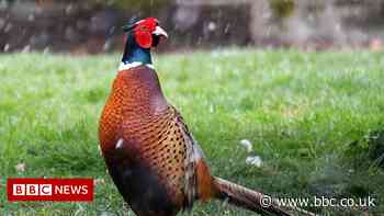 Wintry snow showers thrill weather snappers