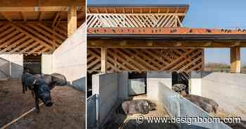 SKROZ architecture's eco pig farm redefines common livestock spaces - Designboom