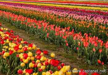 Bloom tulip festival will burst with colour in Armstrong-Spallumcheen - Vernon News - Castanet.net