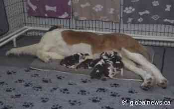 Green St. Bernard pup born to lucky litter in Armstrong, B.C. - Global News