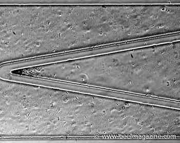 Test predicts bull's in vivo sperm fertility level within 5 minutes