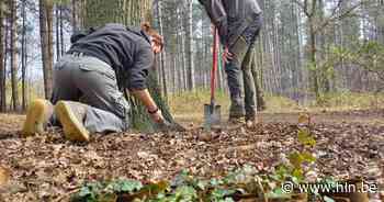 Inheemse klimop uit Tuinbouwschool Melle moet natuurgebieden beschermen: “Evolutie van 10.000 jaar in wisselend klimaat" - Het Laatste Nieuws