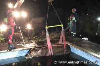 Bullock hoisted to safety from swimming pool after escaping local field - Ealing Times