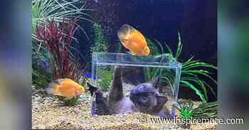 Meet Jasper, The Curious Cat “Living The Dream” In His Own Customized Fish Tank. - InspireMore