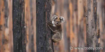 Koalas are now listed as 'endangered,' as their population continues to dwindle