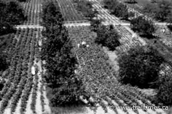 Trail Blazers: Paying homage to the humble spud – Trail Daily Times - Trail Times