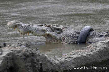 Traces of giant prehistoric crocodiles discovered in northern British Columbia - Trail Times