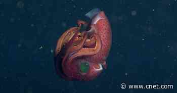 Gaze Into This Strawberry Squid's Eerie Mismatched Eyes     - CNET