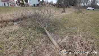 Baumfrevel in Tennenlohe: Unbekannte fällen drei Eichen - Nordbayern.de