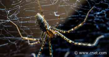 Spiders Don't Have Ears, But They Can Still Hear You     - CNET