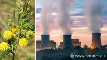 Noxious weed to become 'green coal' at new plant in outback Queensland