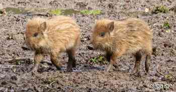Wildschweine auf der Waldau in Bonn: 16 Frischlinge auf dem Venusberg - General-Anzeiger Bonn