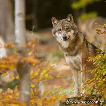 Forderungen nach besserem Wolfsmanagement - Radio Bonn / Rhein-Sieg - radiobonn.de