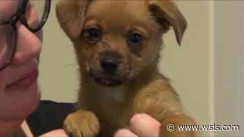Amherst County Animal Control rescues puppy stolen from Lynchburg Humane Society - WSLS 10