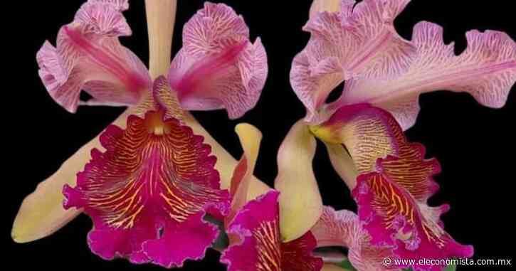 Convocan en Coatepec al Festival Internacional de la Orquídea - El Economista