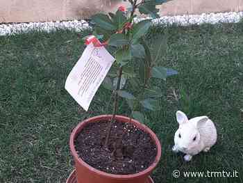 Ambiente: Matera, il 3 aprile piantumazione di 50 alberi in zona Serra Rifusa - TRM Radiotelevisione del Mezzogiorno