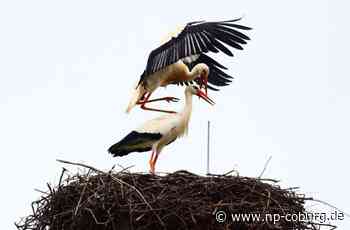 Wintereinbruch im Coburger Land - Storchenbeauftragter gibt Entwarnung - Neue Presse Coburg