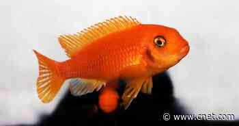 Scientists Teach Fish to Do Basic Math     - CNET