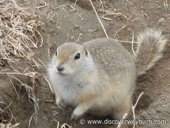 RM of Weyburn offers gopher bounty - DiscoverWeyburn.com