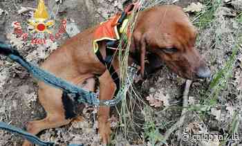 Cane scivola in dirupo nel Catanzarese, salvato dai Vigili del Fuoco (FOTO) - Calabria 7