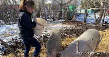 Green farming effort turns brewery leftovers into livestock feed