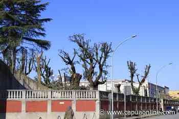 Capua. WWF Caserta sulla Villa Comunale: Il bellissimo bosco urbano è stato completamente stravolto - Capuaonline.com