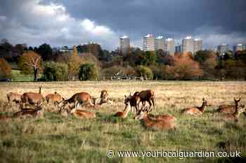 Richmond Park is the best walk in London - see the full list