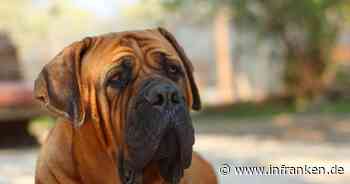 A6 bei Ansbach: 60-Kilo-Hund muss mit Narkosepfeil gestoppt werden - kurioser Einsatz - inFranken.de