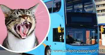 Coventry bus taken out of service after claims cat was trapped inside - Coventry Live