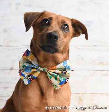 Are you looking for a dog to adopt? - Rosebank Killarney Gazette