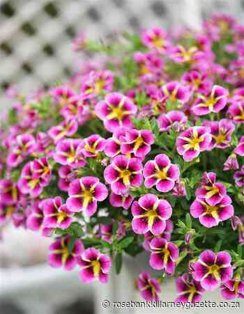 Get an eyeful! The best flowers for hanging baskets - Rosebank Killarney Gazette