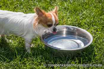 Three must-have pet travel accessories - Rosebank Killarney Gazette