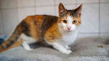 Tierheim Schwedt: Nach Maßnahme vom Tierschutz – Katze Finja bekommt zweite Chance - Märkische Onlinezeitung