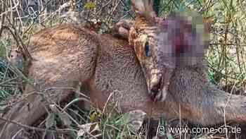 Hund reißt Reh in Plettenberg? Hundehalterin widerspricht - come-on.de