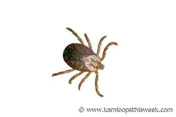 Tick talk as spring arrives - Kamloops This Week