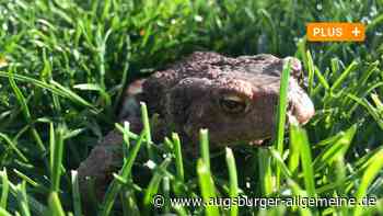 Achtung, Autofahrer: Hier sind im Kreis Neu-Ulm wieder Kröten unterwegs