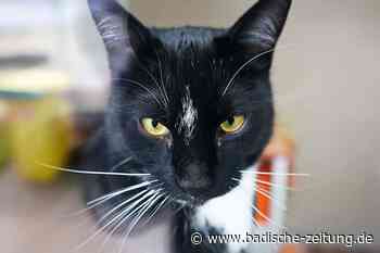 Spenden aus Online-Handel für Tierschutzverein - Lahr - Badische Zeitung