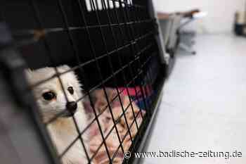 Lahrer Tierheim-Chef kritisiert fehlende Unterstützung vom Land - Lahr - Badische Zeitung