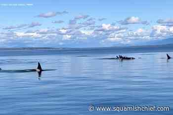 70+ Bigg's killer whales spotted in one day in Salish Sea - Squamish Chief