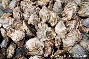 Public health notice warns of norovirus outbreak linked to B.C. oysters - Squamish Chief