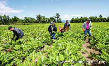 No quarantine needed for seasonal agriculture workers in BC - Squamish Chief