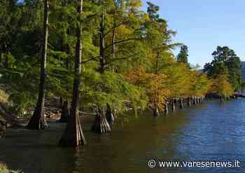 Andar per ville e giardini tra Laveno e Ispra - varesenews.it